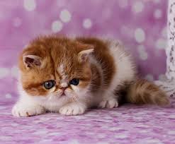 Kitten has been raised in a cageless cattery and is well socialized with other cats, dogs and small children. Available Kittens Reign Snoopy Cattery Text Us 406 624 5835