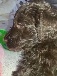 We carefully select our breeding stock from the finest multigenerational australian labradoodle lines with four major qualities in mind: F2b Chocolate Labradoodle Puppies For Sale In Homosassa Florida Classified Americanlisted Com