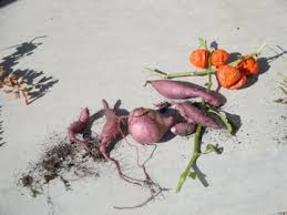 Solanum wendlandii, also called giant potato vine or divorce vine. Can You Eat A Sweet Potato Vine Tuber My Northern Garden