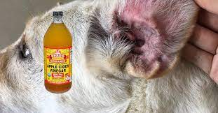 3 Simple Steps To Treat Dog Ear Infection With Apple Cider Vinegar Animal Lova