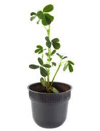 The peanut plant is unusual because it flowers above ground but the peanut grows below ground. Can I Grow A Peanut Plant Indoors Tips On Growing Peanut Plants Indoors