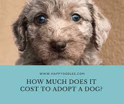 Only licensed child placement agencies may arrange adoptions, and while fees vary, they are generally discussed up front. How Much Does It Cost To Adopt A Dog Happy Oodles