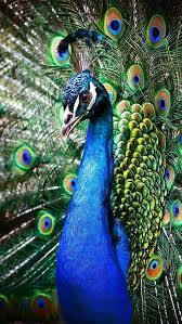 So Unique Peacock Images Peacock Pictures Peacock Photos