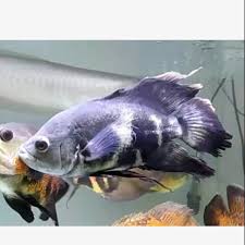 Beli ikan oscar anakan online berkualitas dengan harga. 8 Jenis Ikan Oscar Tercantik Yang Paling Banyak Dicari Mana Favoritmu