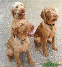 Wirehaired vizslas harry (left), vincent (right) and hungarian wirehaired vizsla. Researchbreeder Com Find Wirehaired Vizsla Puppies And Make Sure Genetic Testing Is Done