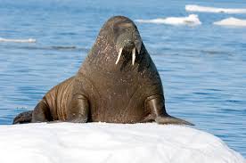 Image result for walrus