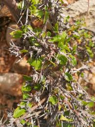 Image result for Commiphora kua