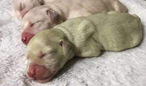 With their breeder, waiting for you! How Did Golden Retriever Give Birth To Green Puppy What Is Rare Condition That Caused It Nature News Express Co Uk