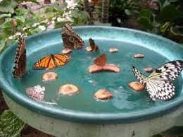 Fabrica Tu Propio Comedero De Mariposas Plantas Baneras Para Pajaros Bebedero Para Aves Comederos De Aves Caseros