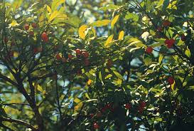 Image result for Garcinia punctata