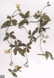 Image result for Merremia quinquefolia