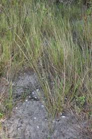 Image result for Aristida effusa