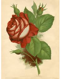 Please contact me for commercial use first. Free Printable Flower Art Novocom Top