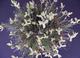 Image result for Albuca sp. no. 1