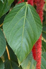 Image result for Acalypha hispida