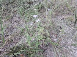 Image result for Haumaniastrum