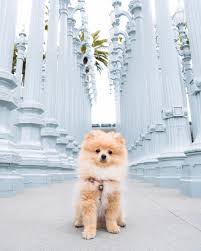 After kong's passing, paul released a youtube video talking about his feelings on the situation. 44 Kong Da Savage Ideas Logan Paul Kong Cute Animals Cute Puppies