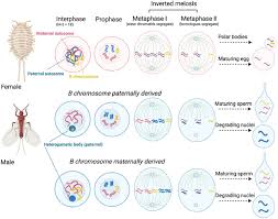 Image result for Meiosperma debile