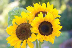 Our talented team of floral designers are ready to fulfil your gifting and flower delivery needs. 20 Perfect Flowers For Cutting Gardens Hgtv