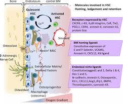They are one of five types of bones: The Endosteal Osteoblastic Niche And Its Role In Hematopoietic Stem Cell Homing And Mobilization Leukemia