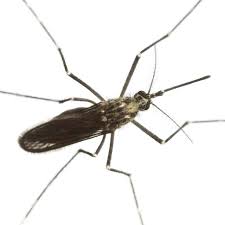 In order to track the spread of malaria, mosquito traps need to be installed over the sleeping area of the shelter, where mosquitoes will be attracted by. Mosquitoes National Geographic