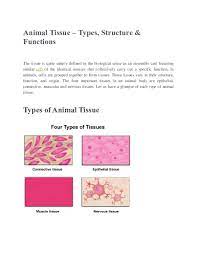 Maybe you would like to learn more about one of these? Doc Animal Tissue Types Structure Functions Leen Masangkay Academia Edu