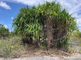 Image result for Pandanus