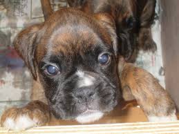 Here are some from nearby areas. Boxer Puppies For Sale Craigslist Ohio