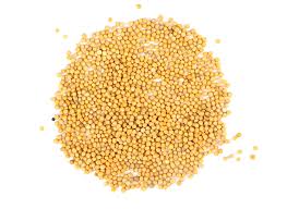 Sometimes colored black, purple or green, the mustard seed pods split in the middle to expose small, light yellow, white, black or dark brown seeds, depending on the plant type. Yellow Mustard Seeds