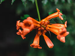 I used the jeffy seed starter soil. Trumpet Vine Plant Care Growing Guide