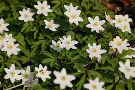 Gorgeous But Deadly 13 Unassuming Poisonous Plants Webecoist Spring Flowering Bulbs Scottish Flowers Wood Anemone