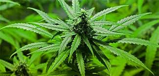 Die 7 schritte formel zum hanfanbau (cannabis buch, cannabis anbau, homegrowing, hanf anbauen, mariuhana anbau, weed, gras, thc, cbd) | marley, rob | isbn: Cannabis Anbau Fur Schmerzpatienten Erlaubt