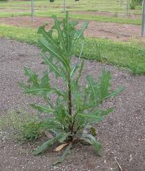 Image result for Lactuca glandulifera
