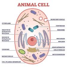 Characteristics of energy and matter. Animal Cell With Labeled Anatomic Structure Parts Diagram Outline Concept Royalty Free Cliparts Vectors And Stock Illustration Image 170422950