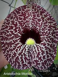 Image result for Aristolochia littoralis