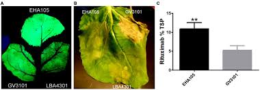 The fruit is a dark blue, round, juicy berry with a sweet and sour taste. Frontiers 5 And 3 Untranslated Regions Strongly Enhance Performance Of Geminiviral Replicons In Nicotiana Benthamiana Leaves Plant Science