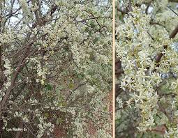 Image result for Gymnosporia senegalensis