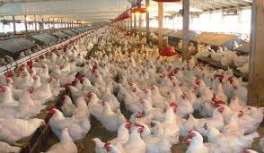 Image result for FG lists timeline of ongoing Agricultural Revolution in Nigeria