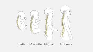 Cache anchors and reuse if image shape is the same. Fermat S Library On Twitter Human Babies Are Born With A Backbone In The Form Of A Simple Arch Only When They Start Walking Upright Does Their Backbone Acquire Its Characteristic S Shape