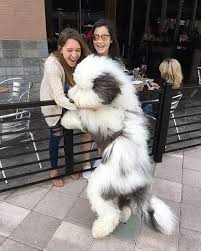 Breeders breed to keep their temperaments the same, she adds. 50 Dogs Who Don T Understand How Big They Are Bored Panda