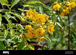 Image result for Senna septemtrionalis