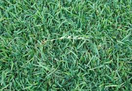 The Best Weed Killer For Centipede Grass Lawn And Petal
