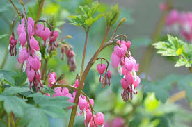 Do not allow the roots to soak in water, however. Bleeding Heart Plant Care Growing Guide
