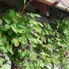 Check spelling or type a new query. Fingerblattrige Akebie Akebia Quinata Pflanzen Kaufen Online