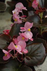 Cocktail Gin Begonia Begonia Cocktail Gin In Bloomingdale Carpentersville Chicago Elgin Bartlet Illinois Il At Platt Hill Nursery