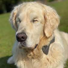 glokom yuzunden gozlerini kaybedince kendi rehber kopegini bulan kopek retriever puppy blind dog golden retriever