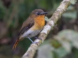 Image result for Mimulopsis arborescens