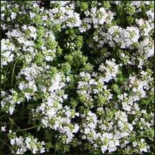 You can search this perfume note in combination with other notes if you use search by notes. Thyme White Thymus Serpyllum Albus Buy Plants Online Norfolk Herbs