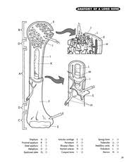 Download Anatomy Coloring Book Free Download Borrow And Streaming Internet Archive