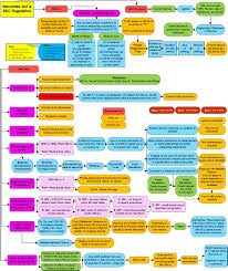 Ferguson Business Associations Flowcharts Spring 2009 Flow Chart Law School Survival Agency Law